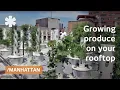 Rooftop hydroponics on NYC serving produce from upstairs