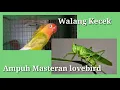 AMPUH! Suara Walang Kecek untuk Masteran Lovebird