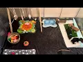 Miniature Dachshund puppies play date Destiny s Mini Doxies Sacramento CA 2025