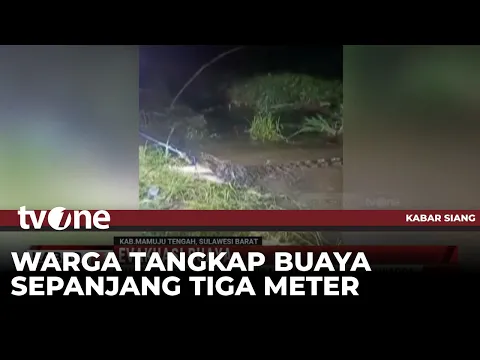 Buaya Sepanjang 3 Meter Dievakuasi Warga karena Mengancam Keselamatan