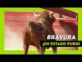 Los TOROS SALVAJES mas BRAVOS soltados en 2022 Que ANIMAL