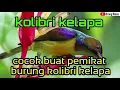 Download Lagu Suara Pikat Burung Kolibri kelapa Nyaring Dan  Pasti Ampuh