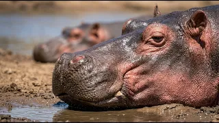 🚨AGORA: O Animal que está DEC4PITANDO HIPOPÓTAMOS adultos na África