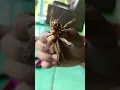 jangkrik Babon #shorts #jangkrik