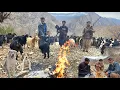 Lagu Taking goats into the heart of dangerous mountains | The real life of nomads in the oak forest