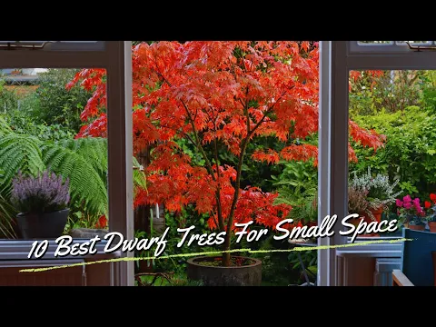 Download MP3 10 Best Dwarf Trees For Small Space 🌳🌲