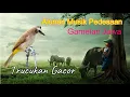 Download Lagu KICAU BURUNG TRUCUKAN DIIRINGI ALUNAN GAMELAN JAWA I JADI KAN RASA DAMAI DI HATI