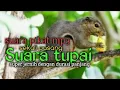 Download Lagu SUARA PIKAT TUPAI MP3 PIKAT TUPAI PALING AMPUH