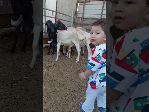 Sheep #baby #story #urdu #childrens #animation #ant #show #fire #school #kids #games #hindi #fyp #fy