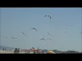 Boards of Canada - Peacock Tail
