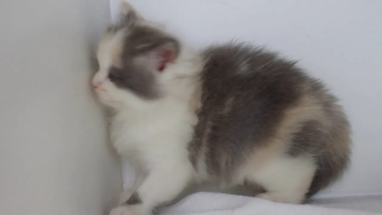 動画