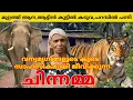 Download Lagu മുറ്റത്ത് ആന , കടുവ വന്യമൃഗങ്ങളുടെ കൂടെ സാഹസികമായി ജീവിക്കുന്ന ചിന്നമ്മ #tiger #elephant #forest