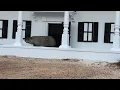 Georgia groundhog General Beauregard Lee predicts 6 more weeks of winter