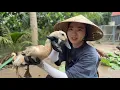 Download Lagu Hơn 3 Tháng Trồng Nay Q Thu Hoạch Bạc Hà Bán, Cho Vịt Ăn Lá Mê Luôn…