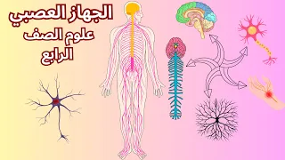 Nervous System Science Fourth Grade Elementary 