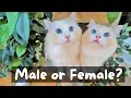 Should You get a Male or Female Ragdoll Cat The Cat Butler