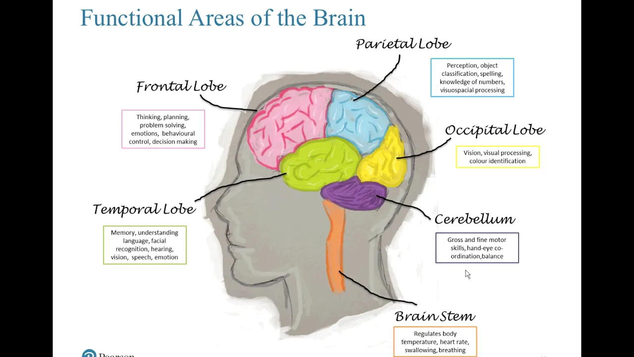 Cognitive Rehabilitation and Older Adults