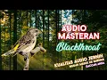 Download Lagu #13 Audio Masteran Suara Blackthroat + Jeda + Gemricik air Jernih