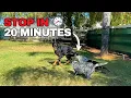 Heeler x Border Collie End Dog-on-Dog Bullying Fast