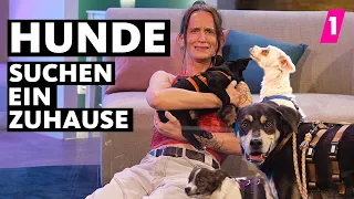 Diese Hunde suchen ein Zuhause!