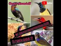 Download Lagu Mp3. Suara masteran burung Kolibri #Amanda01