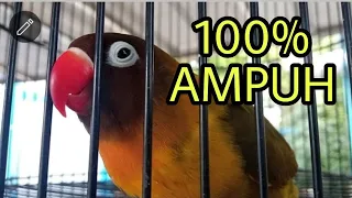 Download 100% AMPUH..LOVEBIRD NGETIK NGEKEK PANJANG BETINA LAGI BIRAHI COCOK BUAT PANCIGAN DAN MASTERAN 🐦🐦🐦🐦🐦 MP3