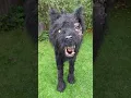When Your Kid Becomes a Werewolf and Dad s Unfazed