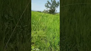 Https Youtube Com Ahmedmohamednor2018 Si EmBFx7lSgrSM2moa 