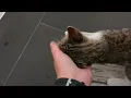 Cosmic Brownie demands pets
