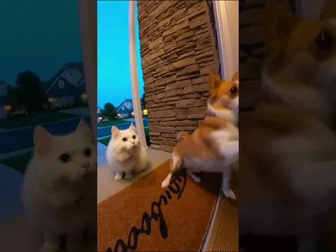 Cat and dog does ding dong ditch😂😂😂 #trending #funny #viral #cat #dog