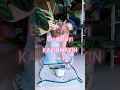 Download Lagu Gözünüz saksıda olsun 🥸 #alocasiacuprea #filkulağı #saksı