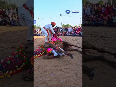 Dancing Camel Goes Viral #Camel #CamelDance #AnimalShorts #ViralShorts #Shorts #Trending #Dance
