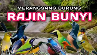 Download ANTI GAGAL!! TERAPI SEMUA JENIS BURUNG AGAR GACOR , TERAPI PAGI HARI , TERAPI MALAM HARI ,Terapi air MP3