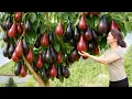 Download Lagu Harvesting Wild Pears \u0026 Making Homemade Avocado Cake | Authentic Traditional Recipe