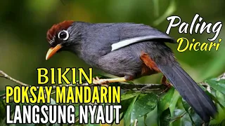 Download Pancingan Poksay Mandarin Gacor, Poksay Genting, Chestnut Capped Laughingthrush (Garrulax Mitratus) MP3