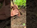 Download Lagu Harvesting Giant Yam: Digging Up a Massive Root Vegetable