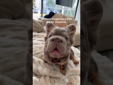 My $15.000 Dog