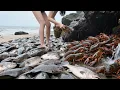 Download Lagu 小章赶海钻进废弃排水管！意外摸到大猛货，废水坑还撞见 “丑萌” 大鱼【赶海小章官方频道】