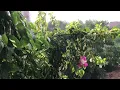 Birds Chirping and Singing in Rain | White Noise | Stress Relief Study Tinnitus Spa