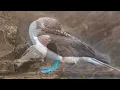 8K BIRDS  - THE WORLD OF BIRDS IN 8K ULTRA HD/8K TV