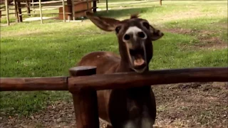CRAZY DONKEY SOUND Top 5 Donkey Sounds 