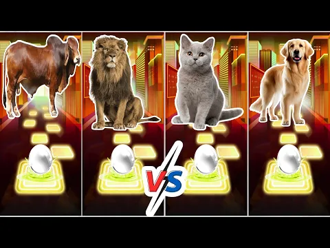 Download MP3 Funny Bull 🐃 🆚 Funny lion 🦁 🆚 Funny Cat 🐈 🆚 Funny Dog 🐕 🆚 Who Will Win?