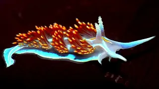 WILDLIFE FACTS Slugs have light-sensitive cells