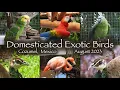 Domesticated Exotic Birds