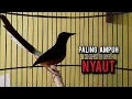Download Lagu murai batu gacor AMPUH buat PANCINGAN murai batu agar bunyi JADIKAN burung murai gacor EMOSI NYAUT