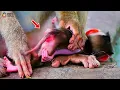 Download Lagu Surprising Moment! Why Did Monkey Milina React Like This to Her Newborn Baby?