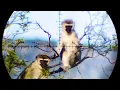 Download Lagu The Best Monkey \u0026 Baboon Hunting Compilation on YouTube - 88 Shots in 4K!