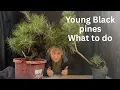 Download Lagu Japanese Black Pine Bonsai - 3 Trees, 3 Stages — Energy Balance, Sacrifice Branch Thickening\u0026 Wiring