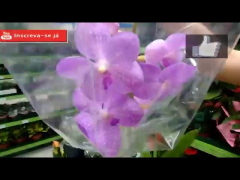 ORQUÍDEA VANDA NO CARREFOUR POR R$ 99,90 (ADULTA FLORIDA) ORQUÍDEA BAMBU, PHALAENOPSIS AZUL E MINI