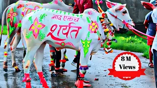  bail pola festival best video mattu pongal kadalekai habba jallikattu 